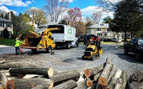 Best Palm Tree Trimming  in Desloge, MO